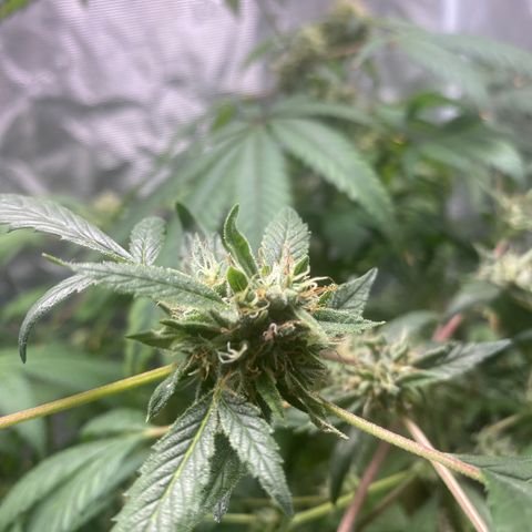 Moose knuckle F1 #2 growlog timeline photo
