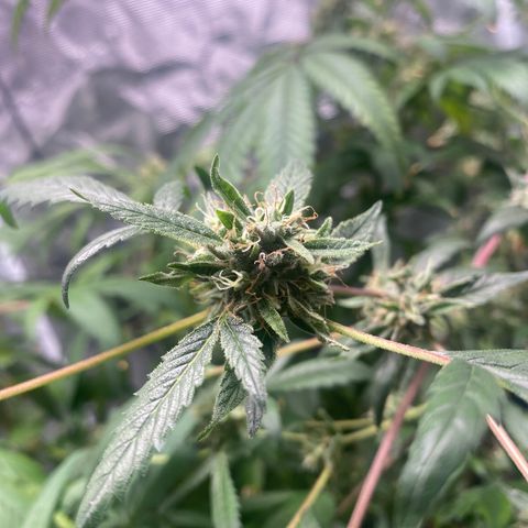 Moose knuckle F1 #2 growlog timeline photo