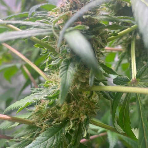 Moose knuckle F1 #1 growlog timeline photo