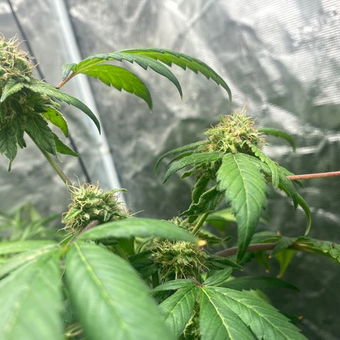 Moose knuckle F1 #1 growlog timeline photo