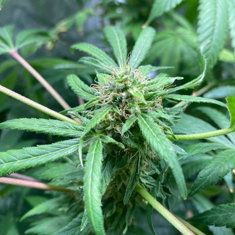 Moose knuckle F1 #1 growlog timeline photo