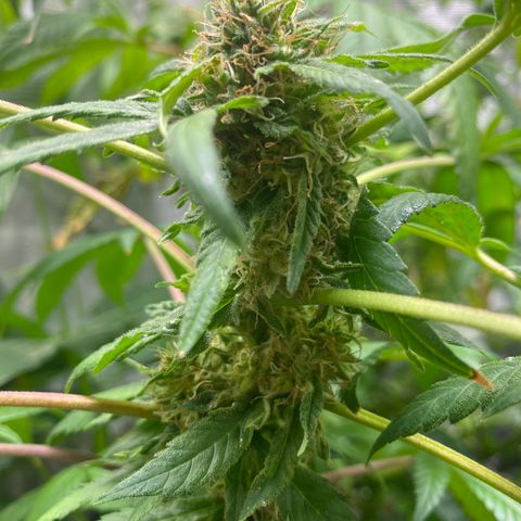 Moose knuckle F1 #1 growlog timeline photo