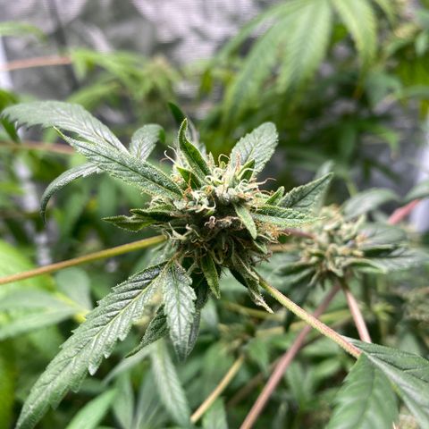Moose knuckle F1 #2 growlog timeline photo