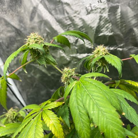Moose knuckle F1 #1 growlog timeline photo