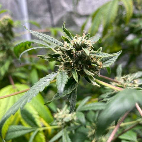 Moose knuckle F1 #2 growlog timeline photo
