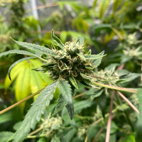 Moose knuckle F1 #2 growlog timeline photo