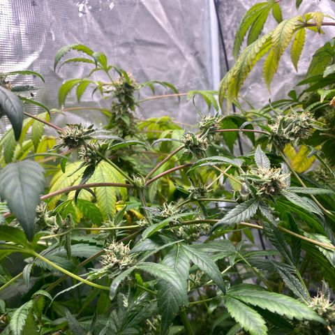 Moose knuckle F1 #2 growlog timeline photo