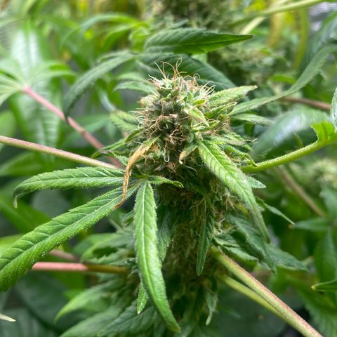 Moose knuckle F1 #1 growlog timeline photo