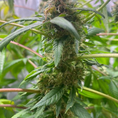 Moose knuckle F1 #1 growlog timeline photo