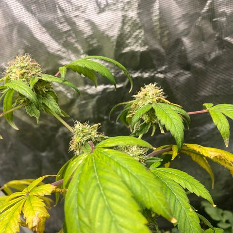 Moose knuckle F1 #1 growlog timeline photo