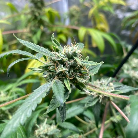 Moose knuckle F1 #2 growlog timeline photo