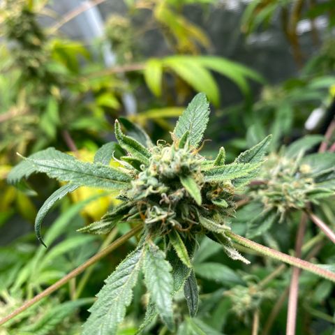 Moose knuckle F1 #2 growlog timeline photo