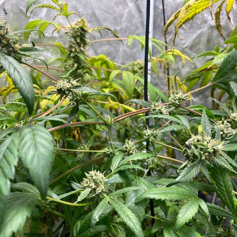 Moose knuckle F1 #2 growlog timeline photo