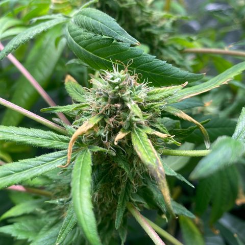 Moose knuckle F1 #1 growlog timeline photo