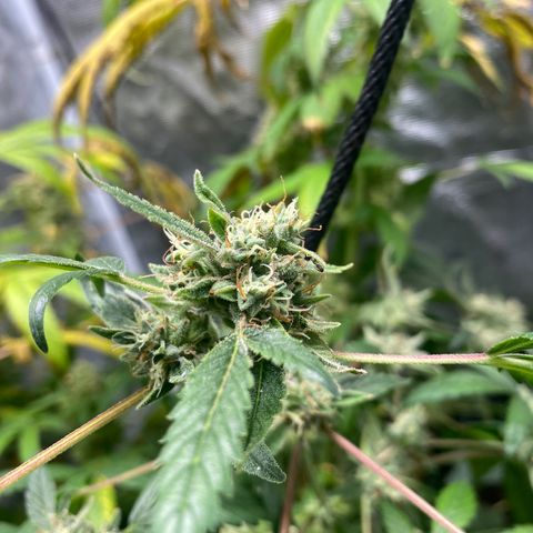 Moose knuckle F1 #2 growlog timeline photo