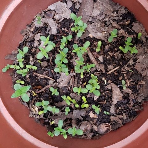 La 1ra growlog photo: Germinación 