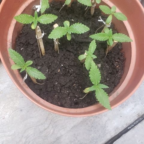 La 1ra growlog photo: Primeras 10 