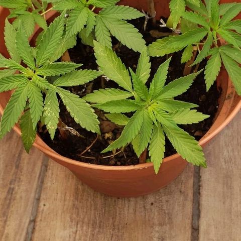 La 1ra growlog timeline photo