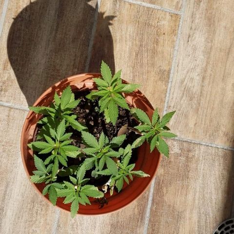 La 1ra growlog timeline photo