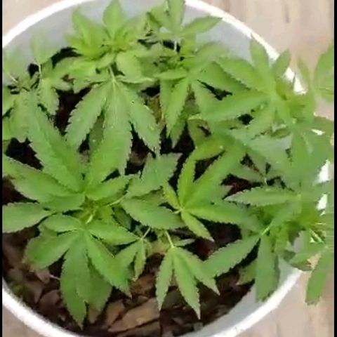 La 1ra growlog timeline photo