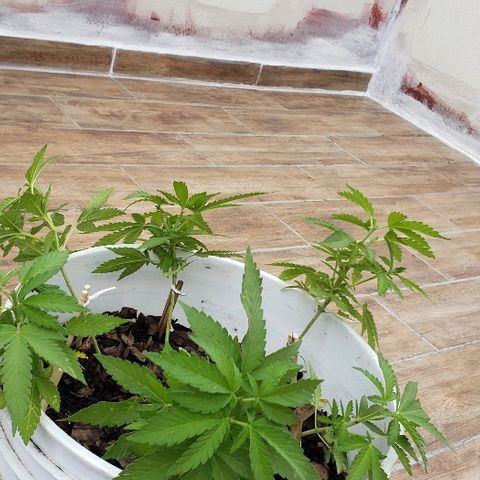 La 1ra growlog timeline photo