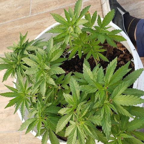 La 1ra growlog timeline photo
