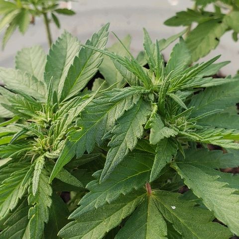 La 1ra growlog timeline photo