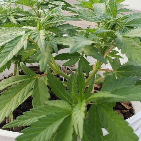 La 1ra growlog timeline photo