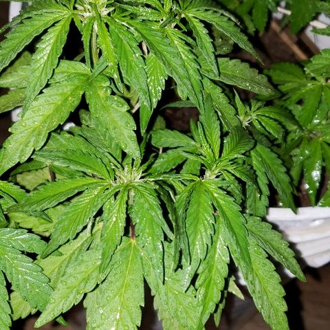 La 1ra growlog timeline photo