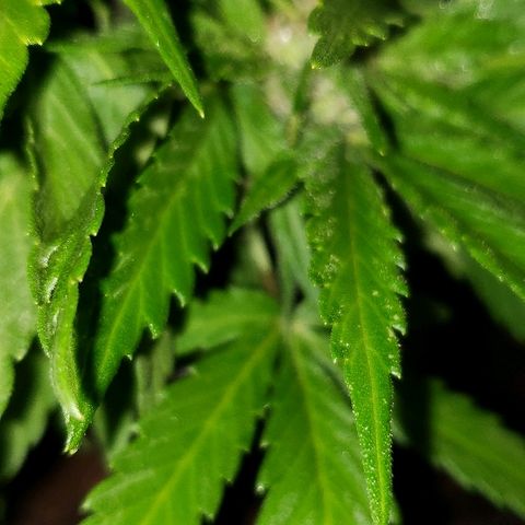 La 1ra growlog timeline photo