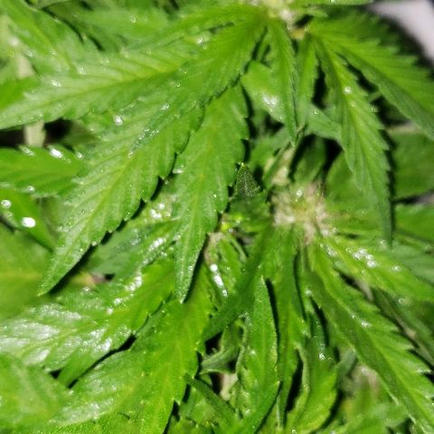 La 1ra growlog timeline photo