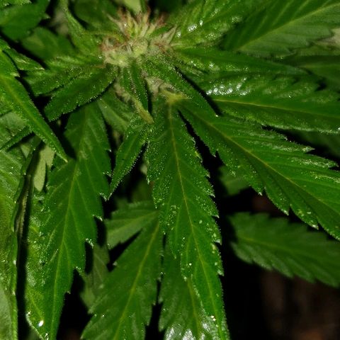 La 1ra growlog timeline photo