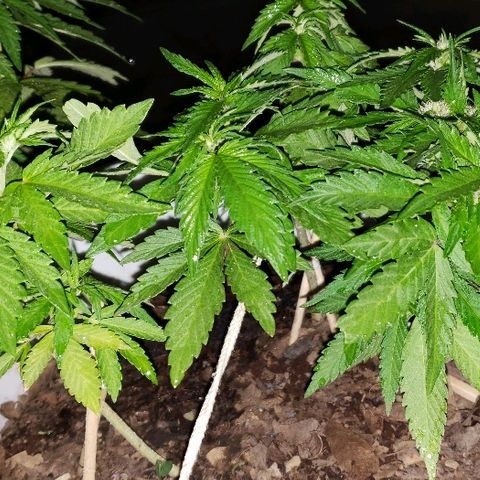 La 1ra growlog timeline photo