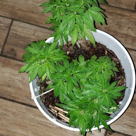 La 1ra growlog timeline photo