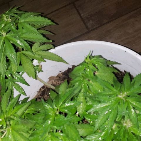 La 1ra growlog timeline photo