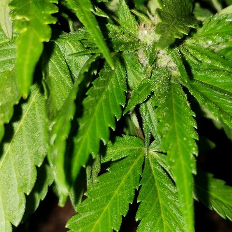 La 1ra growlog timeline photo