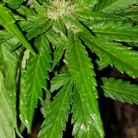 La 1ra growlog timeline photo