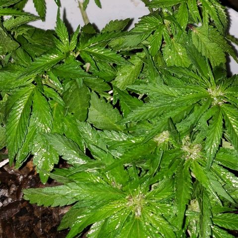 La 1ra growlog timeline photo