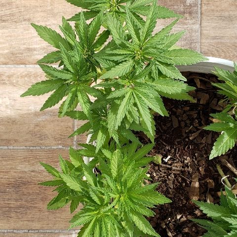 La 1ra growlog timeline photo