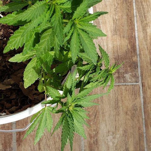 La 1ra growlog timeline photo