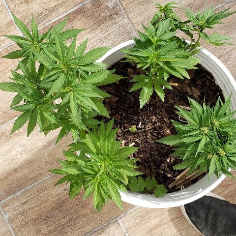 La 1ra growlog timeline photo