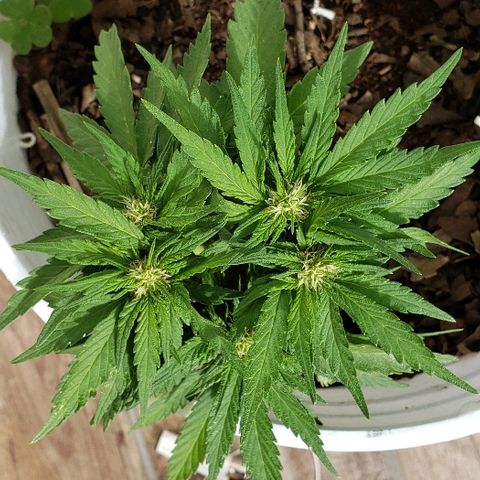 La 1ra growlog timeline photo