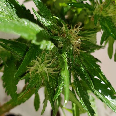 La 1ra growlog timeline photo