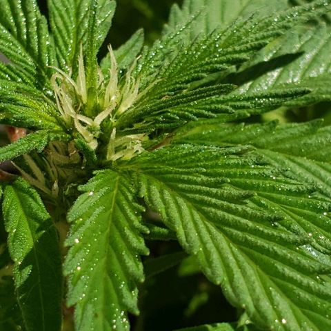 La 1ra growlog timeline photo