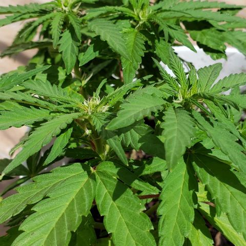 La 1ra growlog timeline photo