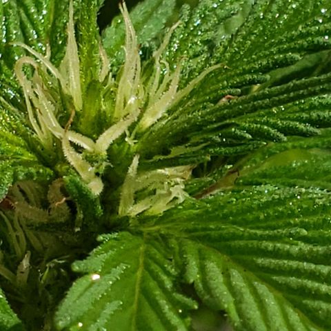 La 1ra growlog timeline photo