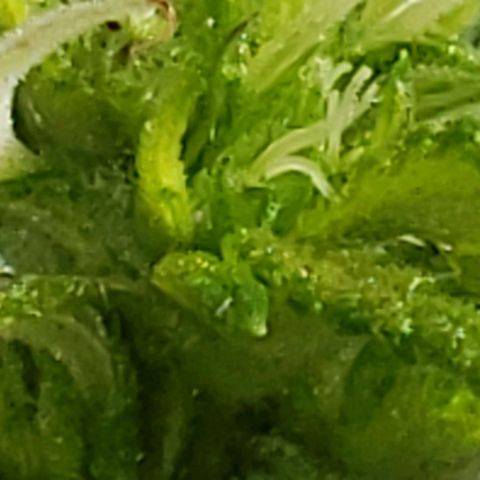 La 1ra growlog timeline photo