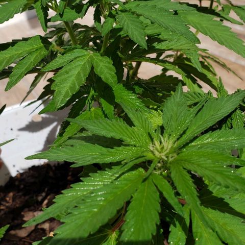La 1ra growlog timeline photo