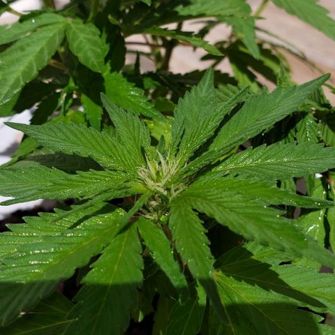 La 1ra growlog timeline photo