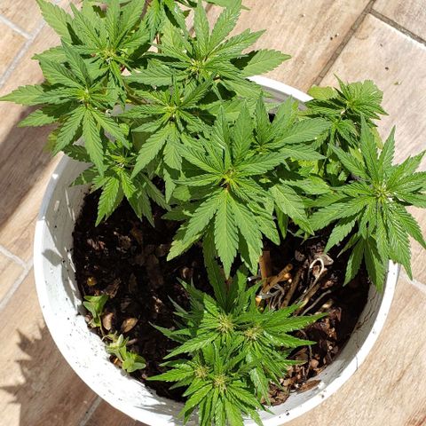La 1ra growlog timeline photo